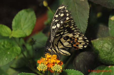 11393-012-D700-ok