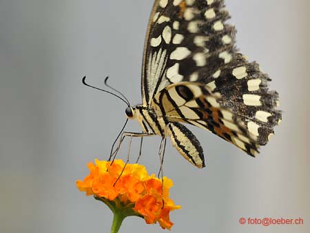11393-019-D700-ok