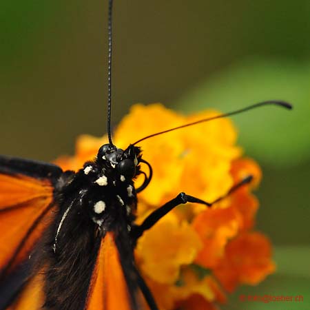 11393-047-D700-ok