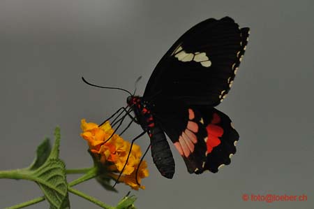 11393-048-D700-ok