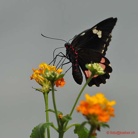 11393-050-D700-ok