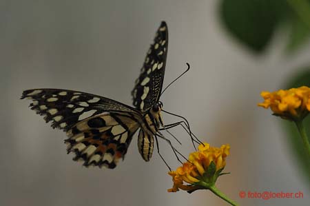 11393-058-D700-ok