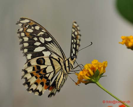 11393-060-D700-ok