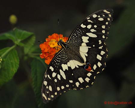 11393-063-D700-ok