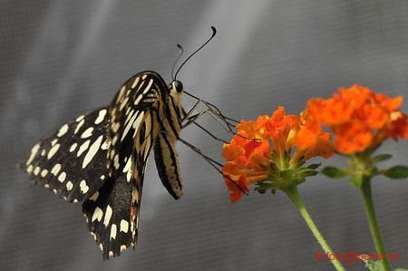 11393-122-D300-ok
