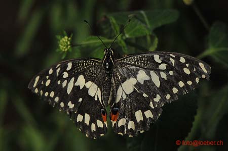11393-170-D300-ok