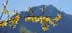 11519-097-ok